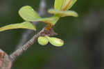 Smallflower pawpaw